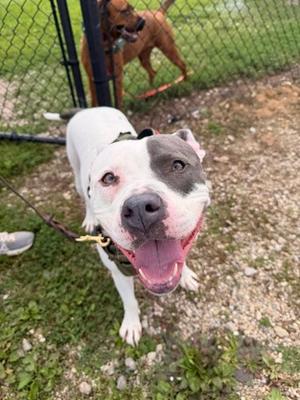 Beaver, Pit Bull Terrier Mix, adult, available for adoption