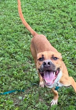 A brown dog with a white chest and a blue collar is standing on a grassy area, looking up with its mouth open and tongue out.