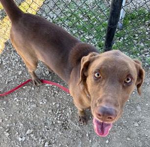 A brown dog with a red leash, standing on a gravel surface, looking up with its tongue out.