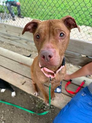 Lovey, American Pit Bull Terrier Mix, senior, available for adoption