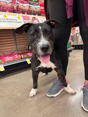 Briley, Pit Bull Terrier Mix, puppy, available for adoption