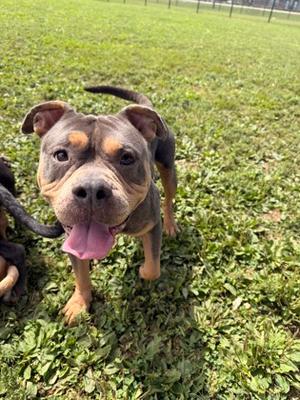 Blu, Bully American  - Standard Mix, adult, available for adoption