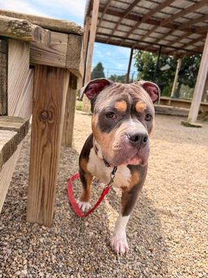 Dobson, Bully American - Pocket Mix, adult, available for adoption