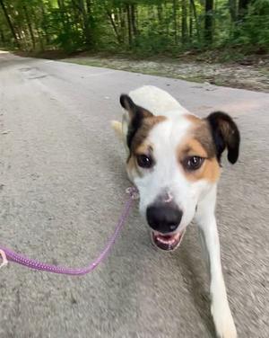 Dexter, Hound, adult, available for adoption