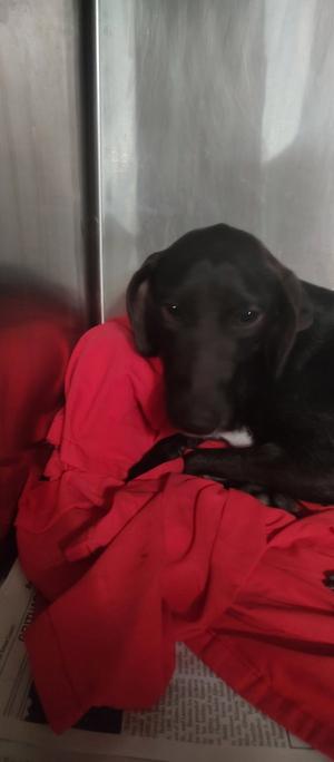 Raven, Feist, adult, available for adoption