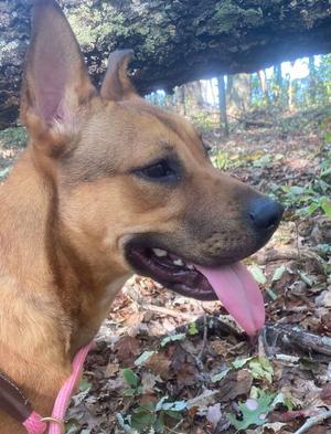 A close-up profile of a dog in a forested area, with its tongue out and a relaxed expression.