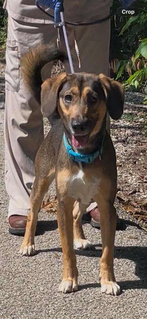 Harley, Beagle, adult, available for adoption