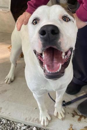 Buster, American Staffordshire Terrier / American Pit Bull Terrier, young, available for adoption