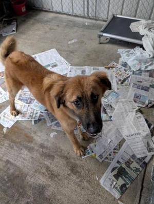 Spud, Retriever, adult, available for adoption