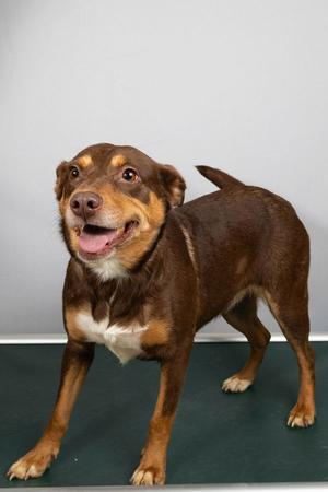 Marina, Cattle Dog, adult, available for adoption
