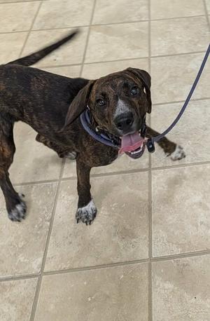 Percy, Mountain Cur, young, available for adoption