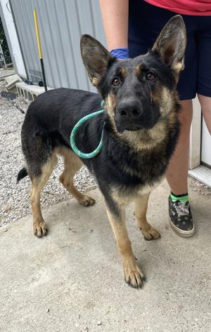 Ruby, German Shepherd Dog, adult, available for adoption