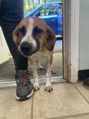 Johnny, Hound, young, available for adoption