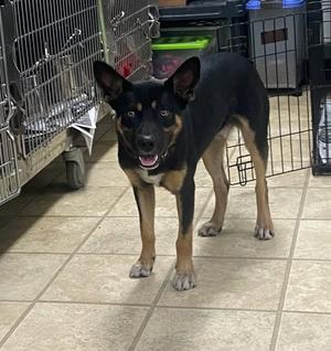 Maddox, German Shepherd Dog, adult, available for adoption