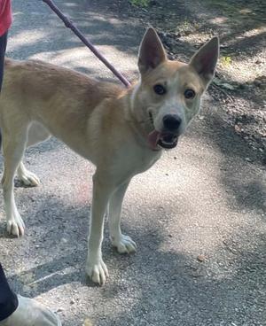 a light brown and white dog on a leash