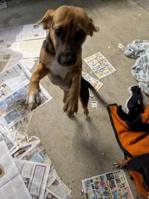 Deedee, Hound, young, available for adoption