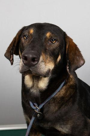 Nick, Shepherd / Beagle, adult, available for adoption