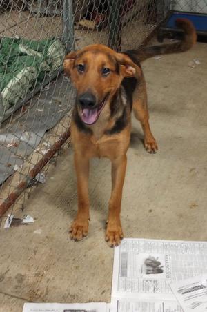 Shane, Doberman Pinscher / German Shepherd Dog, young, available for adoption