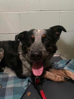 Balloo, Cattle Dog, adult, available for adoption