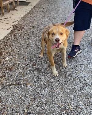 Ace, Australian Cattle Dog/Blue Heeler, adult, available for adoption