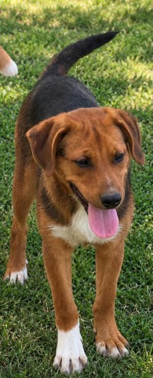 A brown and black dog with white paws and a white chest standing on grass, its tongue out.