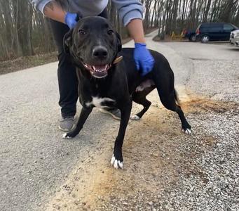 Sammy, Labrador Retriever, adult, available for adoption