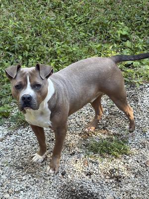 Ryan, Bulldog / American Staffordshire Terrier, adult, available for adoption