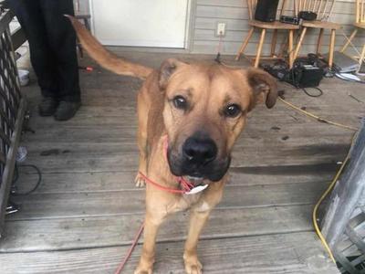 A brown dog standing on a wooden porch, looking directly at the camera. The dog's tail is wagging and there's a person in the background wearing black pants.