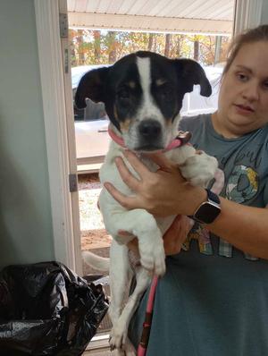 Silas, Jack Russell Terrier / Beagle, senior, available for adoption