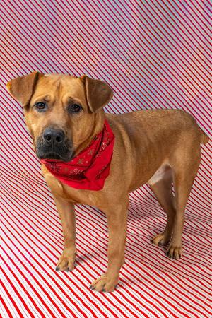Rocky, Retriever, adult, available for adoption