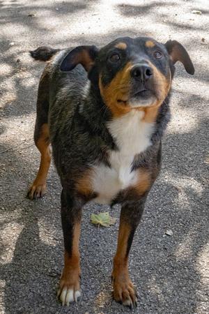 Madonna, Cattle Dog, adult, available for adoption