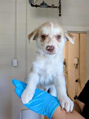 FERN, German Shepherd Dog / Siberian Husky, puppy, available for adoption