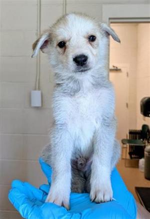 HOYA, German Shepherd Dog / Siberian Husky, puppy, available for adoption