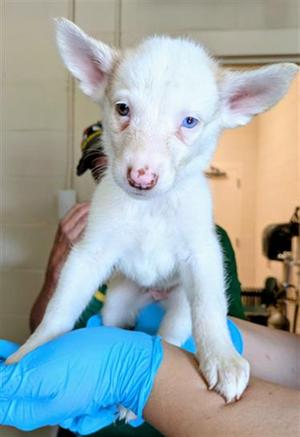 PEACE LILY, German Shepherd Dog / Siberian Husky, puppy, available for adoption
