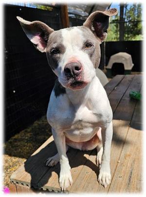 NALA, Pit Bull Terrier, adult, available for adoption