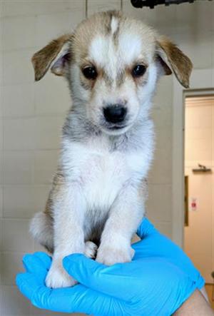 CALATHEA, German Shepherd Dog / Siberian Husky, puppy, available for adoption