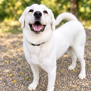 ROSE, Labrador Retriever / Great Pyrenees, adult, available for adoption