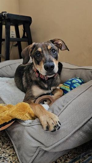 MILO, Treeing Walker Coonhound / Labrador Retriever, young, available for adoption