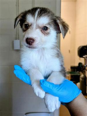 ALOE, German Shepherd Dog / Siberian Husky, puppy, available for adoption