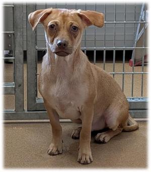 ULYSSES, Chihuahua, young, available for adoption