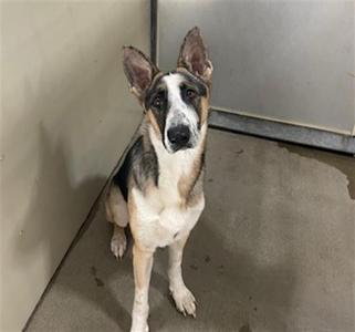 A German Shepherd dog sitting on a concrete floor in a shelter, looking up with alert ears and a curious expression.