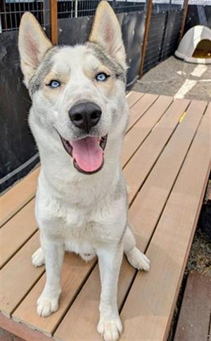 LIGHTNING, Siberian Husky, young, available for adoption
