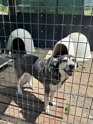 PIXEL, Husky, senior, available for adoption