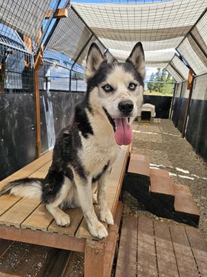 BUCKY, Siberian Husky, senior, available for adoption
