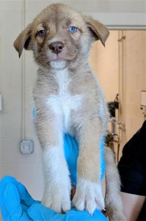PHILODENDRON, German Shepherd Dog / Siberian Husky, puppy, available for adoption