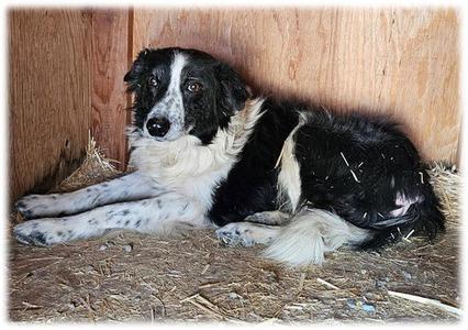 BANJO, Border Collie, senior, available for adoption
