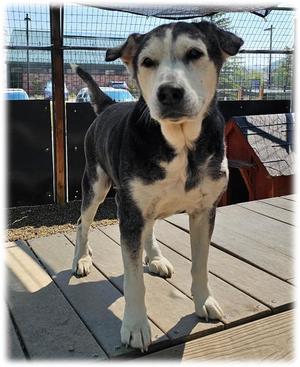 ATLAS, Husky, senior, available for adoption