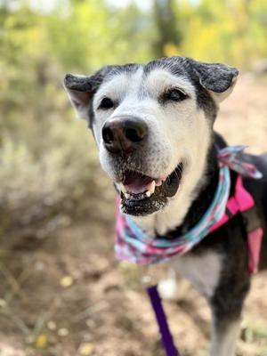 ATLAS, Husky, senior, available for adoption