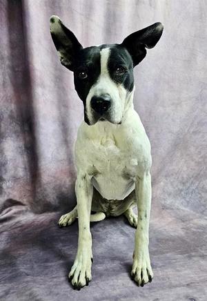 ROSELLA, Bull Terrier / Pit Bull Terrier, senior, available for adoption