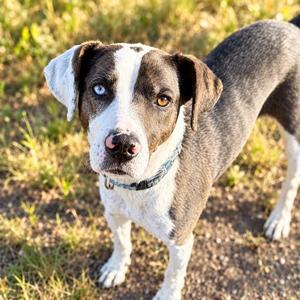 BELLA, Catahoula Leopard Dog, adult, available for adoption